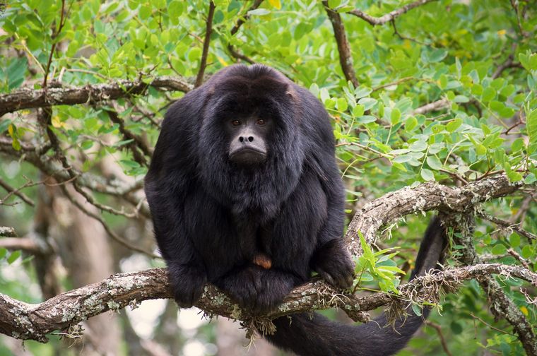 Proyecto Carayá: fauna de la reserva natural en La Cumbre