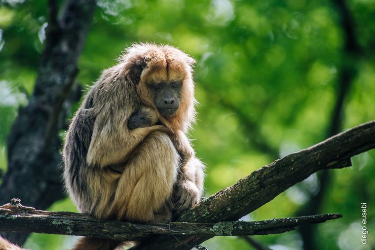 Proyecto Carayá: fauna de la reserva natural en La Cumbre