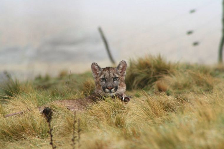 Proyecto Carayá: fauna de la reserva natural en La Cumbre