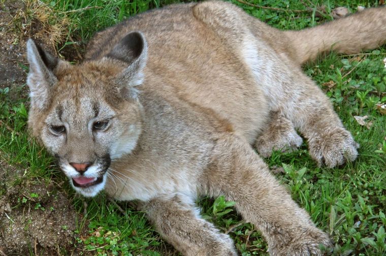 Proyecto Carayá: fauna de la reserva natural en La Cumbre