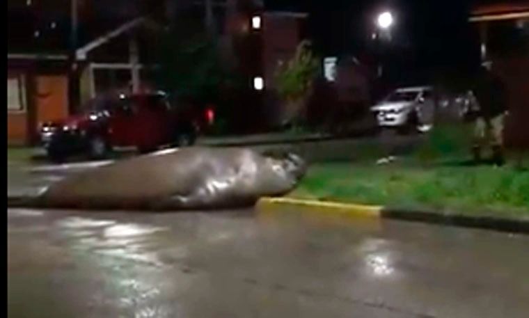 El mamífero se habría desplazado por más de 10 cuadras.