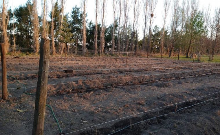Pablo Drovetta espera empezar a producir vinos en dos años.