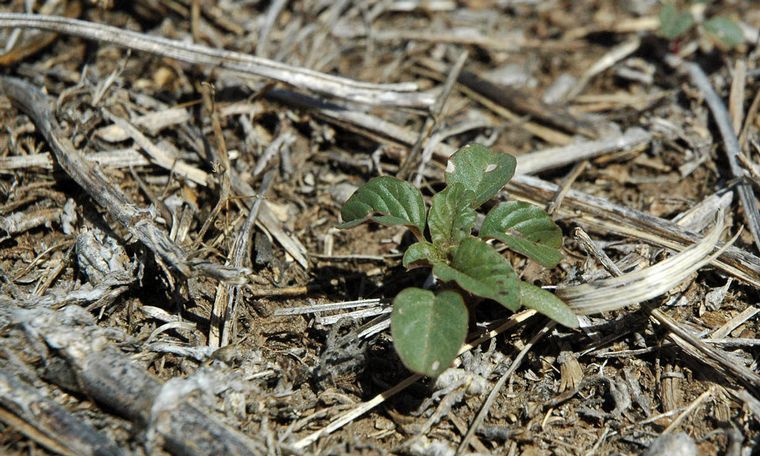 La sequía y el fenómeno Niña complica el manejo de malezas.