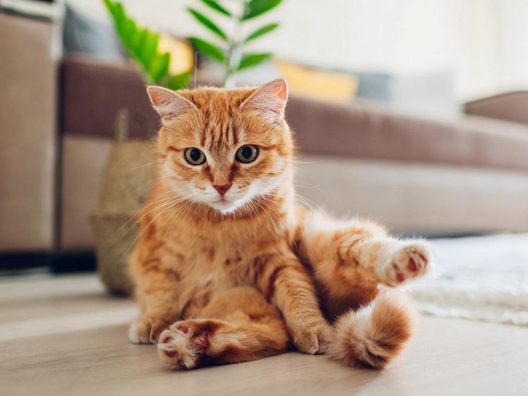 La curiosa ilusión óptica de un gato que se viralizó en las redes.