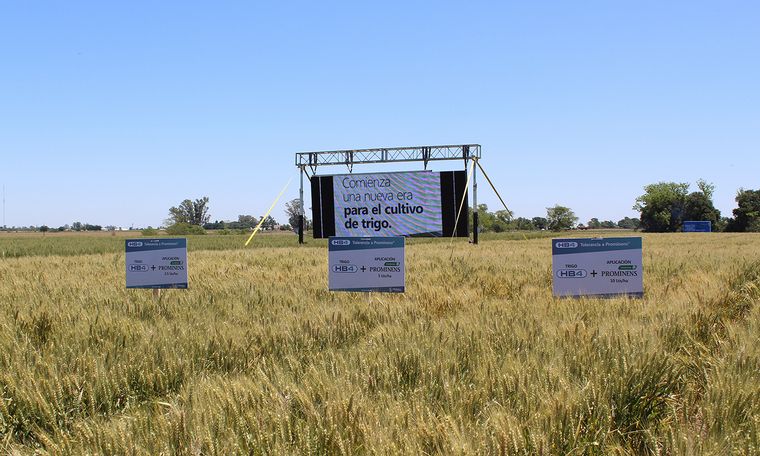 Oficializan trigo HB4, tolerante a estrés hídrico.