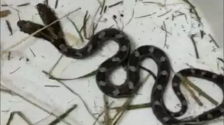 FOTO: Una familia se dio el susto de su vida por una serpiente de dos cabezas.