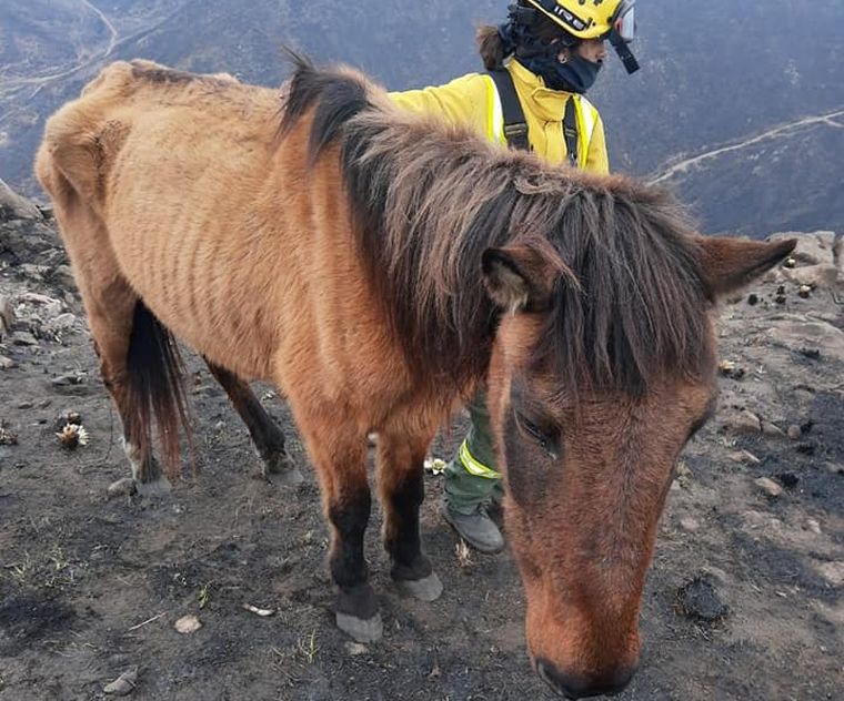 Lanzan campaña para recuperar a animales afectados por el fuego.