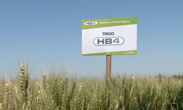 Molinos brasileros anticipan rechazo al trigo HB4.