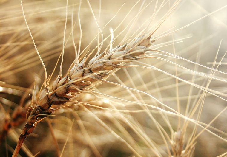 Molinos brasileros anticipan rechazo al trigo HB4.