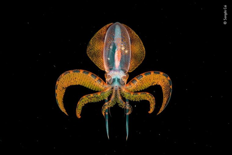 Songda Cai tomó la mejor "Fotografía subacuática".