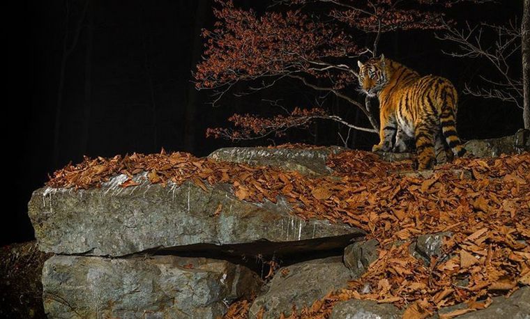 Sergey Gorshkov fue elegido el fotógrafo de vida silvestre del año.
