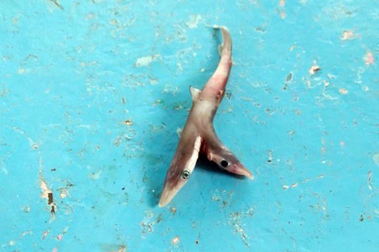 Ocurrió en la India.