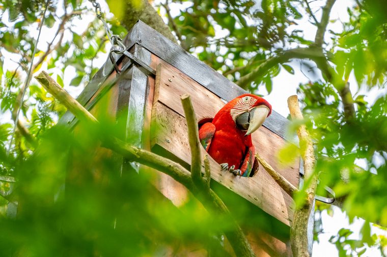 FOTO: Nacieron tres guacamayos rojos tras 150 años de extinción