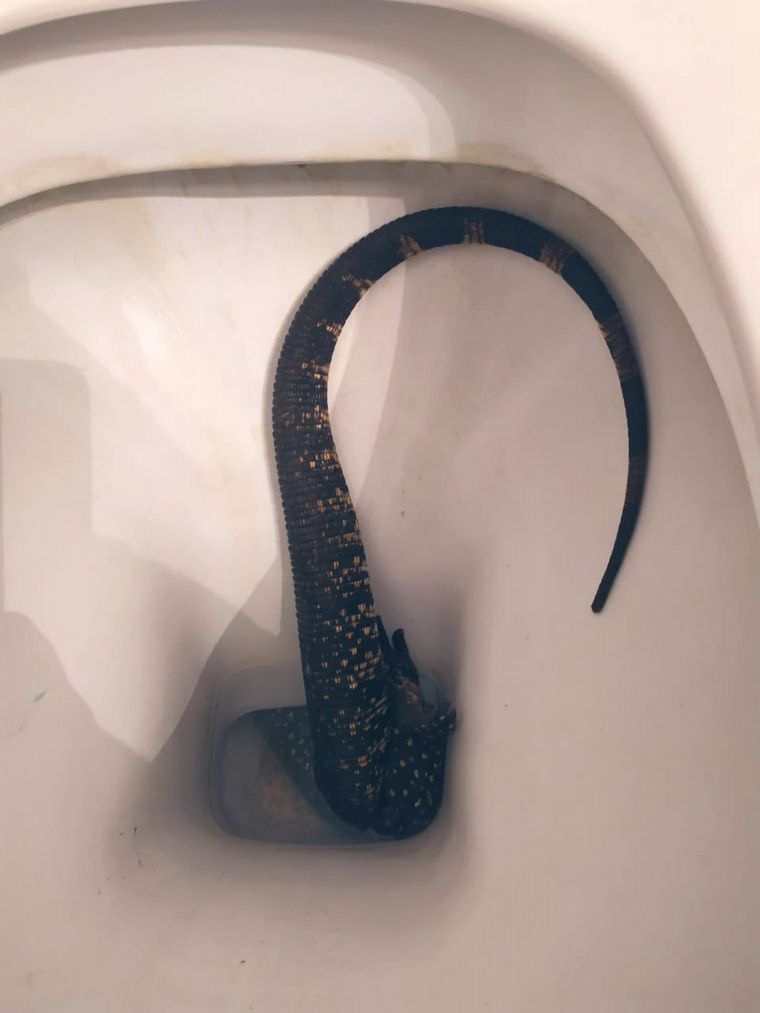Un lagarto se metió en el inodoro de una mujer en La Plata