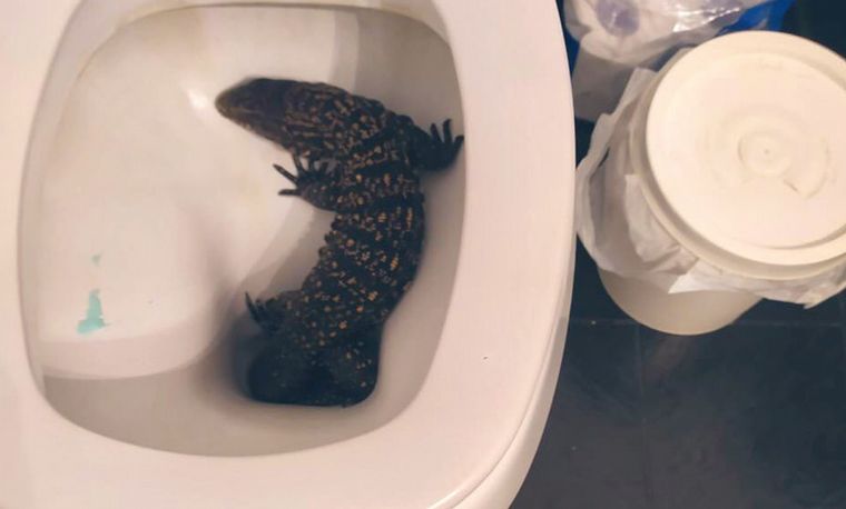 Un lagarto se metió en el inodoro de una mujer en La Plata