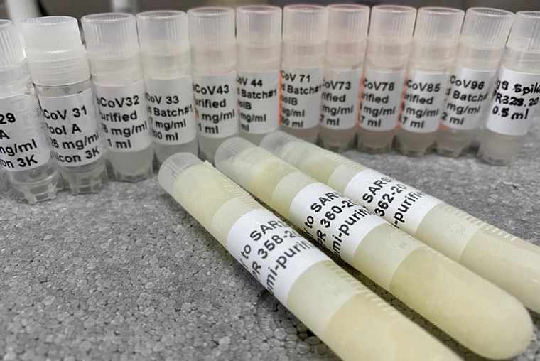 Desarrollan nanoanticuerpos que neutralizan el coronavirus