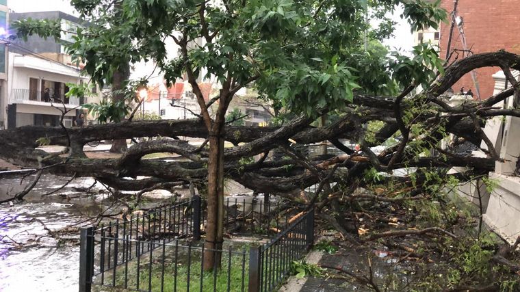 Árboles caídos, una postal de la tormenta en Santa Fe