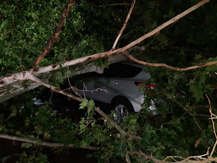 Árboles caídos, una postal de la tormenta en Santa Fe