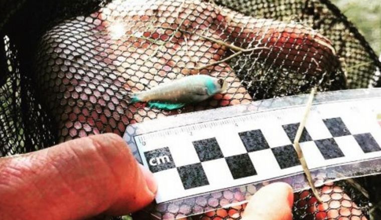 Los ejemplares fueron hallados en Longchamps.