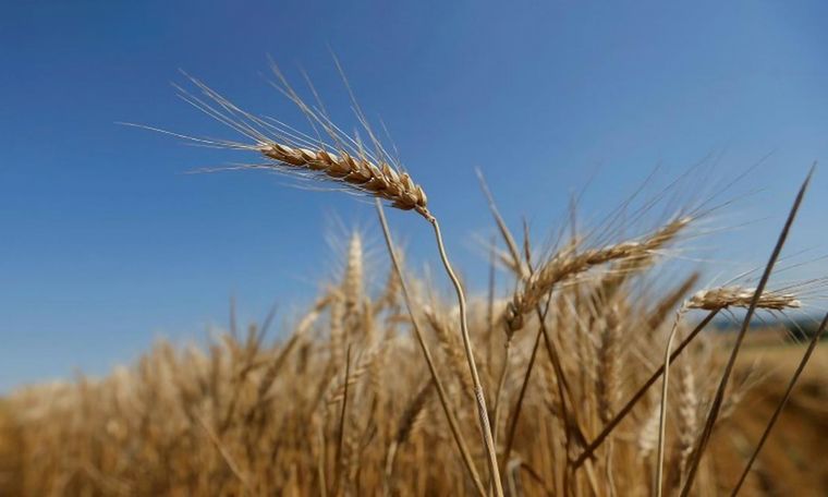 La industria triguera acumula una transformación de 4,7 Mtn hasta agosto.