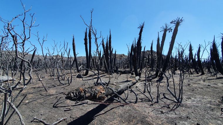 Está contenido el incendio forestal cerca de San Pedro Norte.