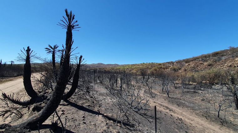 Está contenido el incendio forestal cerca de San Pedro Norte.