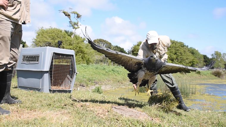 AUDIO: Un águila mora volvió a volar tras dos años de recuperación