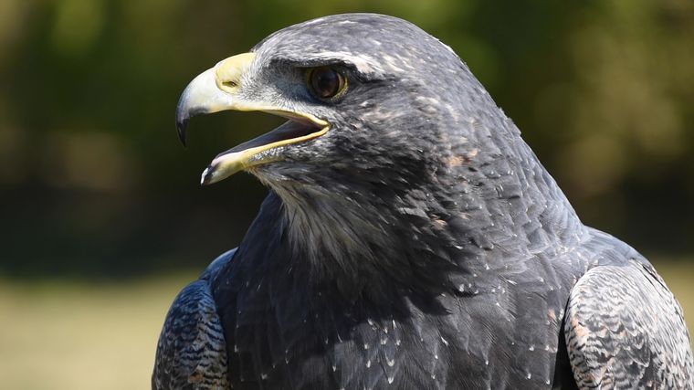 FOTO: Rehabilitación de un águila mora
