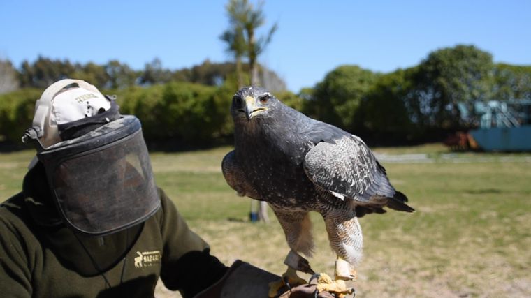 FOTO: Rehabilitación de un águila mora