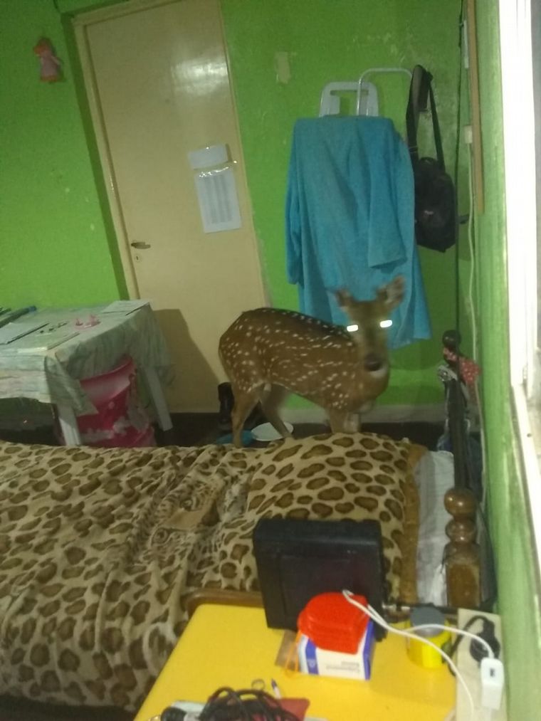 AUDIO: La dueña de casa contó cómo apareció el pequeño ciervo herido en Santa Fe