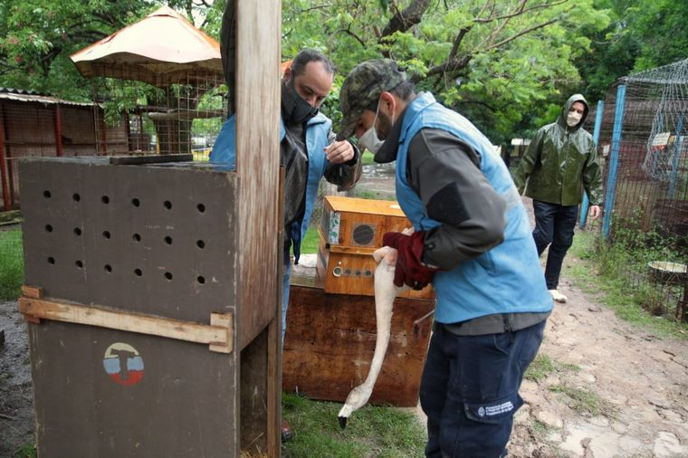 Trasladan a más de 120 animales de un predio por malas condiciones