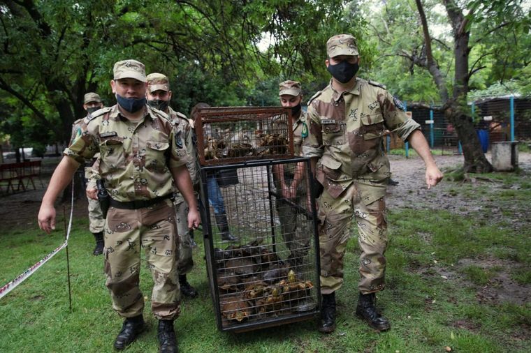 Trasladan a más de 120 animales de un predio por malas condiciones