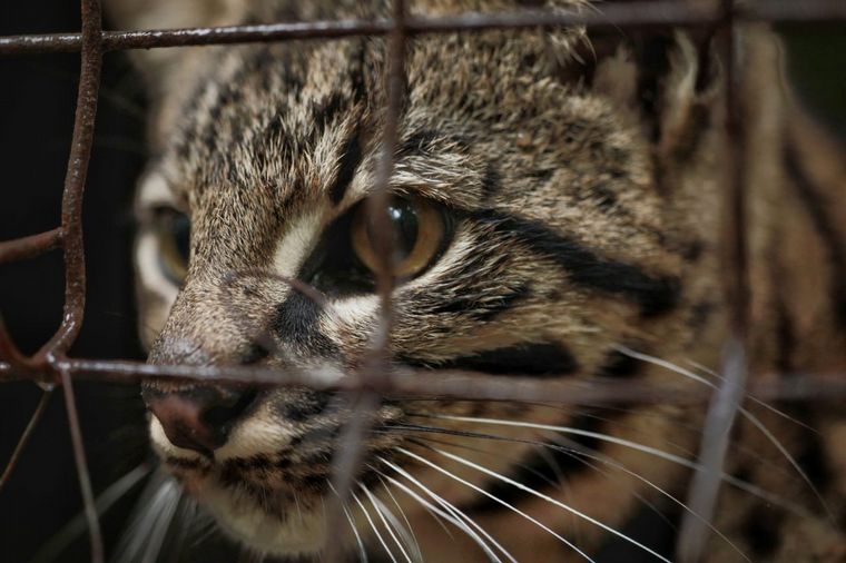Trasladan a más de 120 animales de un predio por malas condiciones