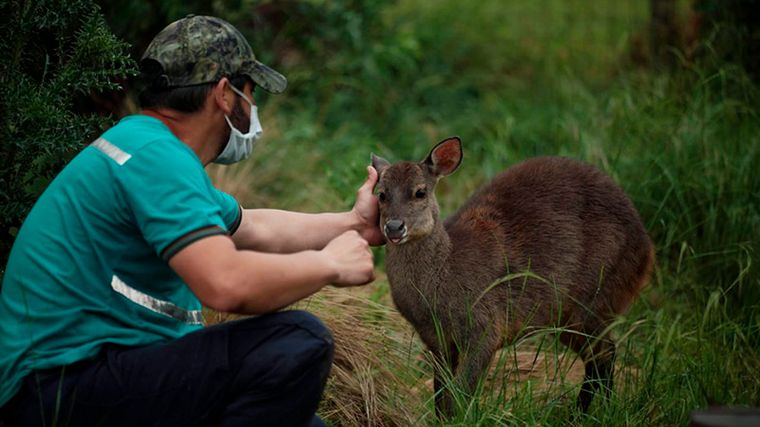 Trasladan a más de 120 animales de un predio por malas condiciones