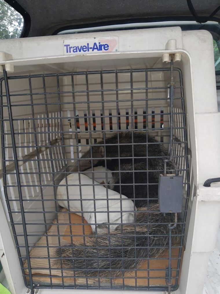 Salvan a un oso hormiguero cuando intentaban venderlo