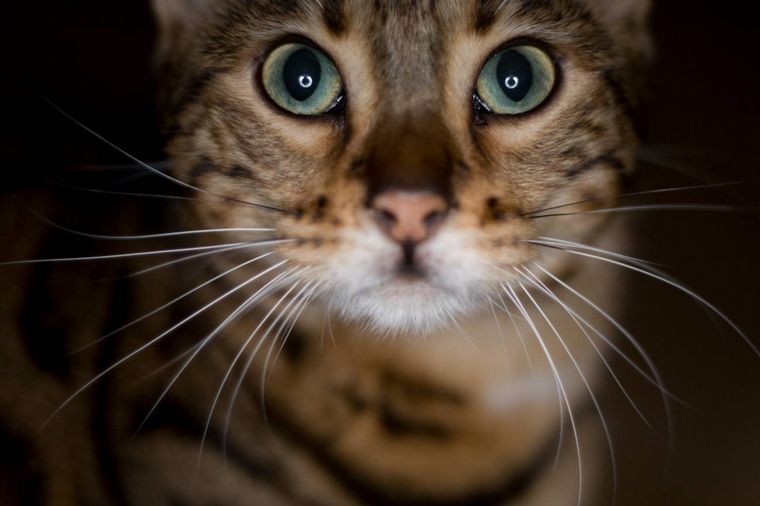 Rescatan a un gato gigante que confundieron con un leopardo