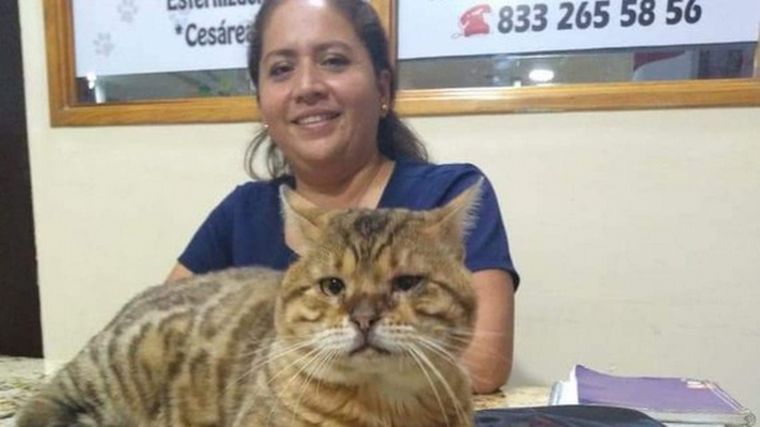 Rescatan a un gato gigante que confundieron con un leopardo