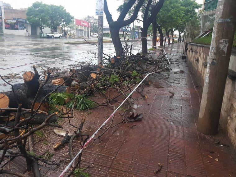 Un árbol caído provocó un choque en avenida Sabattini