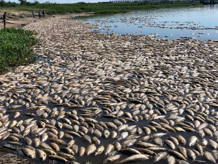 Asombra la muerte masiva de peces en el río Salado.