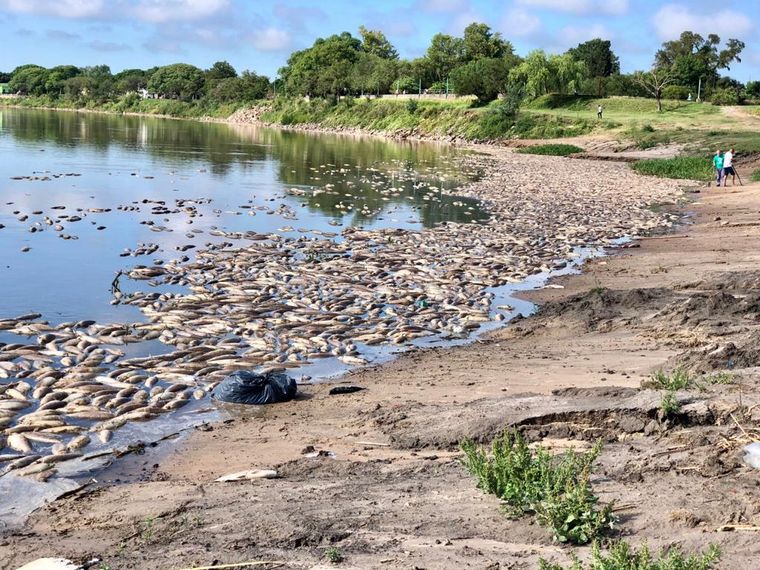 Asombra la muerte masiva de peces en el río Salado.