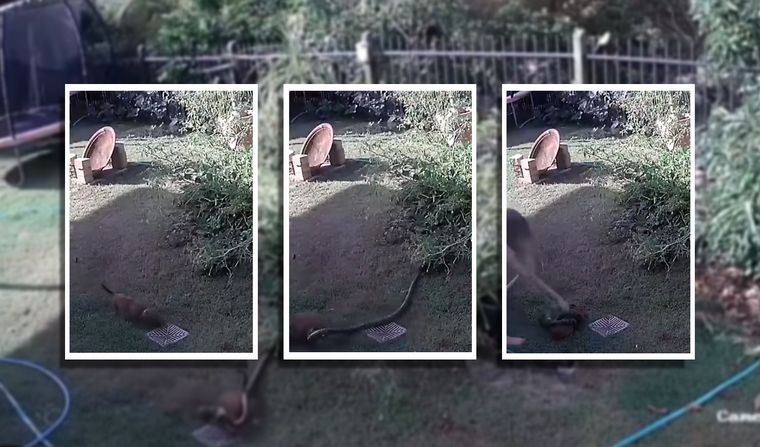 Rescató a su cachorro de dos meses del ataque de una pitón