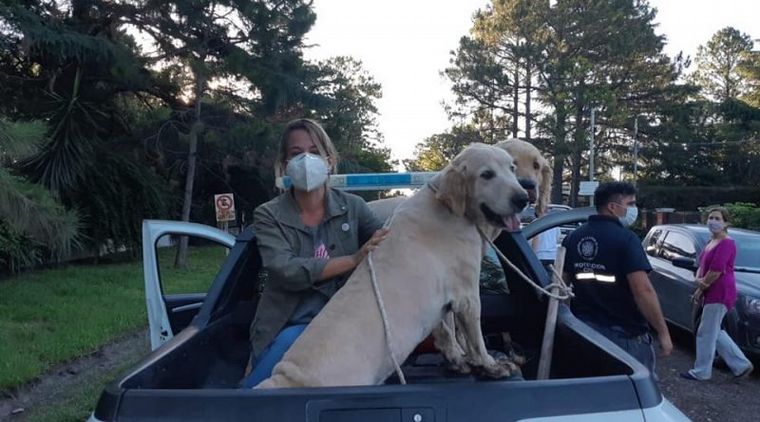 Los perros fueron rescatados en Funes (Foto: La Voz de Rosario)