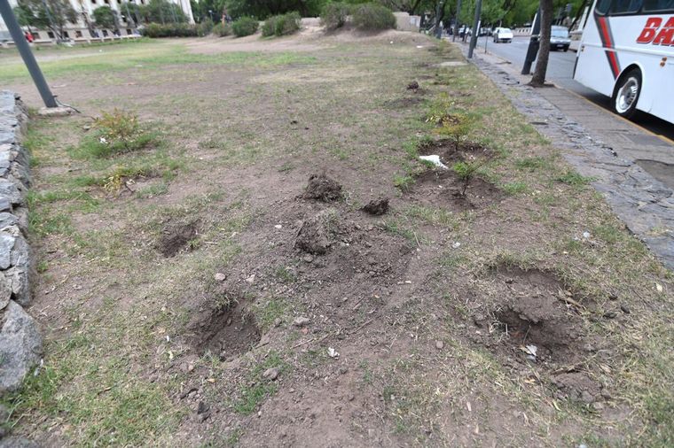 Robaron los plantines de la Plaza de la Intendencia.