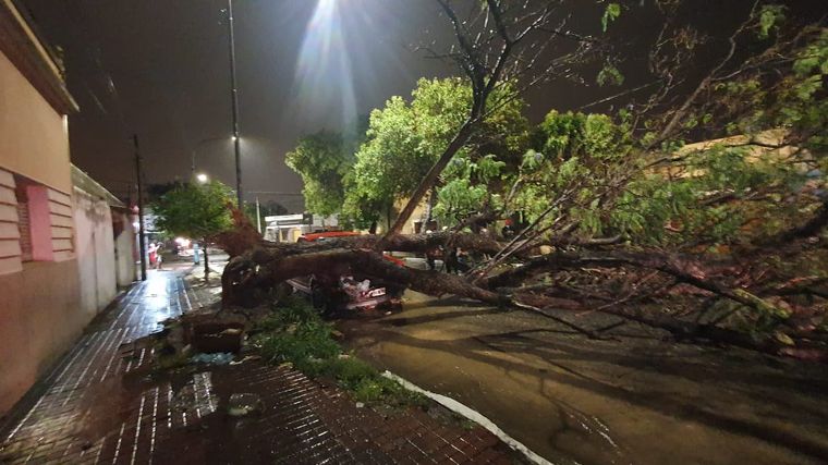 FOTO: Un árbol se cayó sobre un auto en Agustín Garzón al 3300, Córdoba