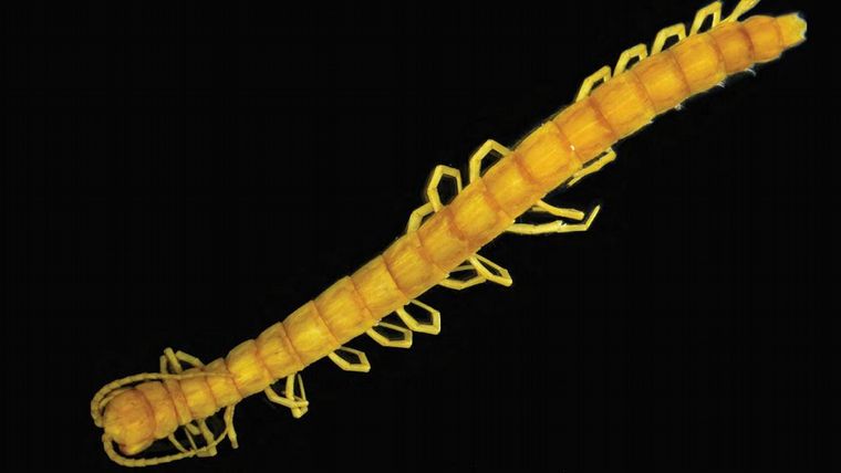 Hallaron un ciempiés venenoso en Rumania