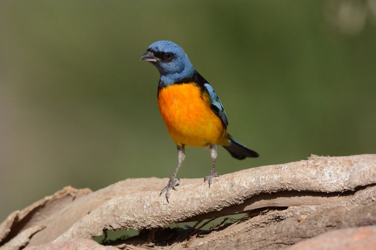 AUDIO: San Lorenzo, un lugar único para el avistamiento de aves