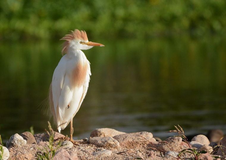 Avistaje de aves en San Lorenzo