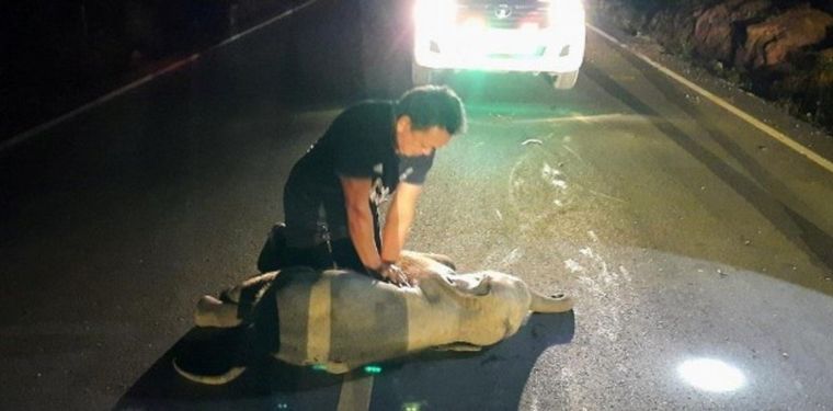 Revivió a un elefante bebé atropellado por una moto