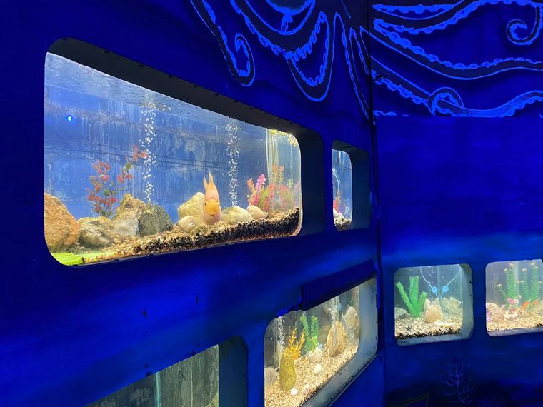 FOTO: Nemo y Doris están en Expoacuario