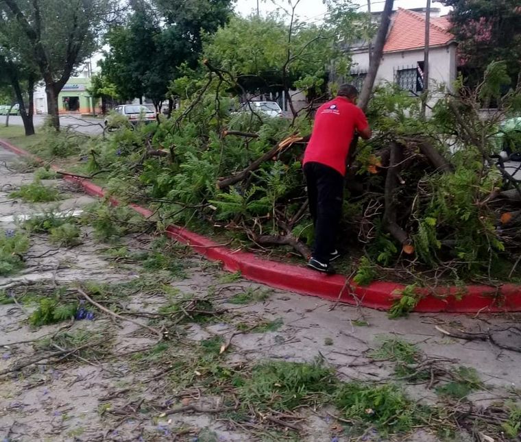 AUDIO: Hay al menos 30 árboles caídos por la tormenta